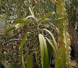 Euphorbia drupifera ies.jpg