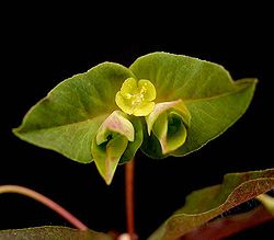 Euphorbia dulcis5 ies.jpg