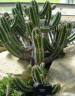 Euphorbia echinus.jpg