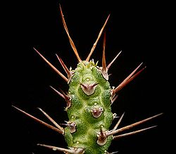 Euphorbia ellenbeckii ies.jpg