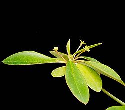 Euphorbia elliotii ies.jpg