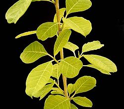 Euphorbia espinosa ies.jpg