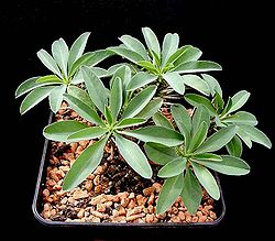 Euphorbia eustacei ies.jpg
