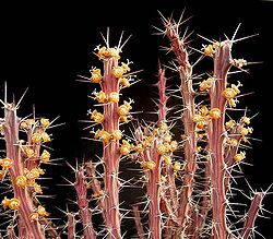 Euphorbia eyassiana ies.jpg