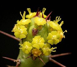Euphorbia fascicaulis ies.jpg