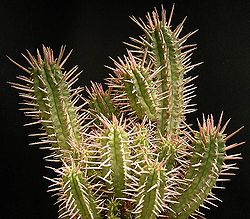 Euphorbia ferox.jpeg
