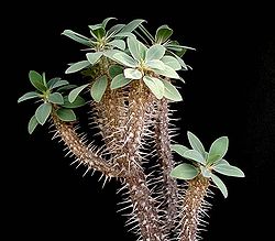 Euphorbia fianarantsoae ies.jpg