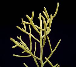 Euphorbia fiherenensis2 ies.jpg