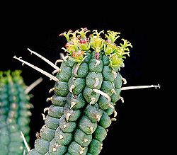 Euphorbia fimbriata ies.jpg