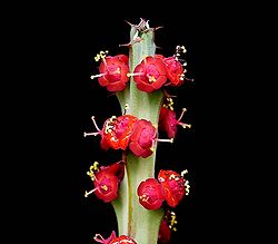 Euphorbia fluminis ies.jpg