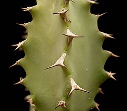 Euphorbia fractiflexa2 ies.jpg