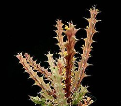 Euphorbia furcata2 ies.jpg