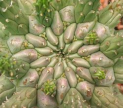 Euphorbia fusca ies.jpg