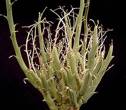 Euphorbia gariepina ssp gariepina ies.jpg