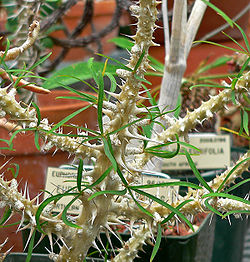 Euphorbia genoudiana 1.jpg