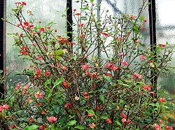 Euphorbia geroldii - Botanischer Garten Bonn.jpg