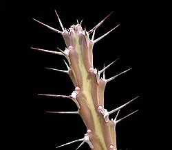 Euphorbia gillettii var gillettii ies.jpg