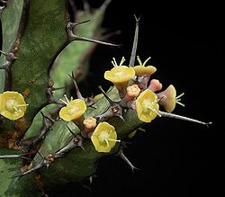 Euphorbia glochidiata 02.jpg