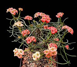 Euphorbia gottlebei ies.jpg
