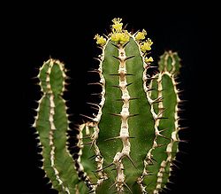 Euphorbia graniticola ies.jpg