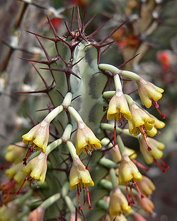 Euphorbia greenwayi 3.jpg