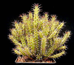 Euphorbia griseola ies.jpg