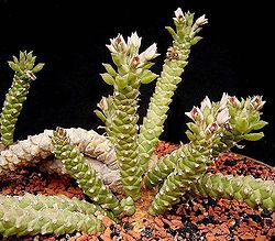 Euphorbia guentheri ies.jpg