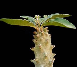 Euphorbia hadramautica ies.jpg
