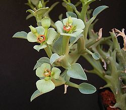 Euphorbia hamata.jpg
