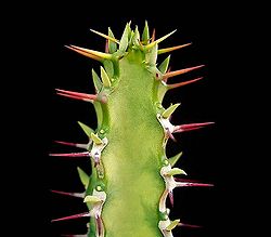 Euphorbia heterochroma ssp tsavoensis ies.jpg