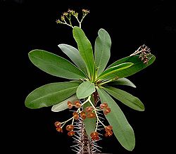 Euphorbia horombensis ies.jpg