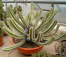 Euphorbia hottentotoa ies.jpg