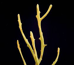 Euphorbia imerina1 ies.jpg
