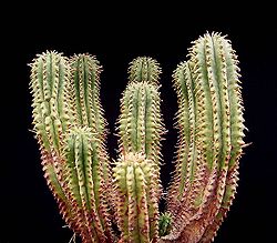 Euphorbia inconstantia2 ies.jpg