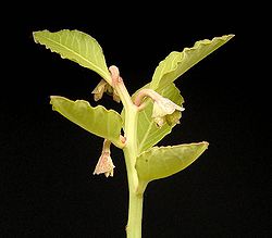 Euphorbia invenusta var invenusta ies.jpg