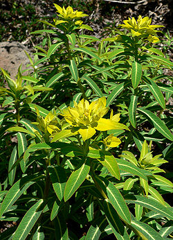 Euphorbia jacquemontii 2.jpg