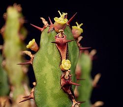 Euphorbia jubata2 ies.jpg