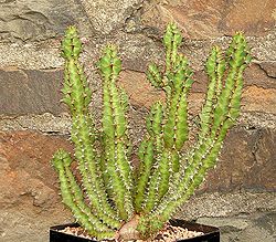 Euphorbia knobelii ies.jpg