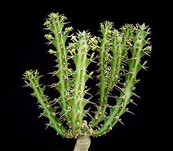 Euphorbia knuthii 2 ies.jpg