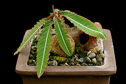 Euphorbia labatii.jpg