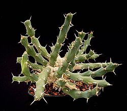 Euphorbia laikipiensis3 ies.jpg