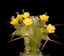 Euphorbia leontopoda ies.jpg