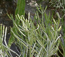 Euphorbia leucodendron ssp ococlada1 ies.jpg