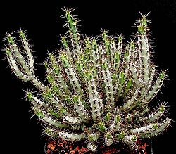 Euphorbia limpopoana ies.jpg