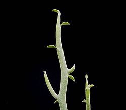 Euphorbia lomelii ies.jpg