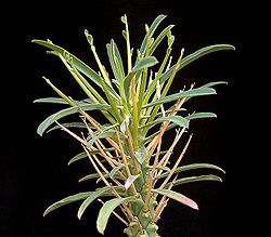 Euphorbia loricata ies.jpg