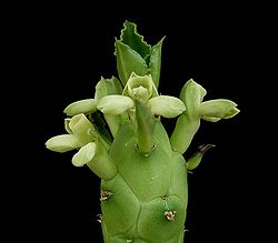 Euphorbia lugardiae ies.jpg
