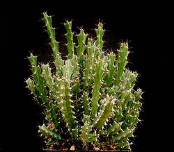Euphorbia lukoseana ies.jpg