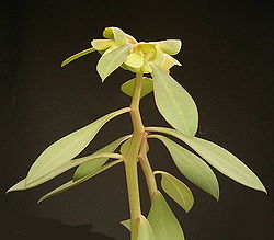 Euphorbia lupulina.jpeg