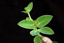 Euphorbia maritae.jpg